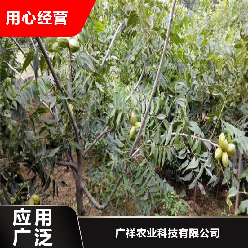 核桃苗香椿树苗支持定制贴心售后