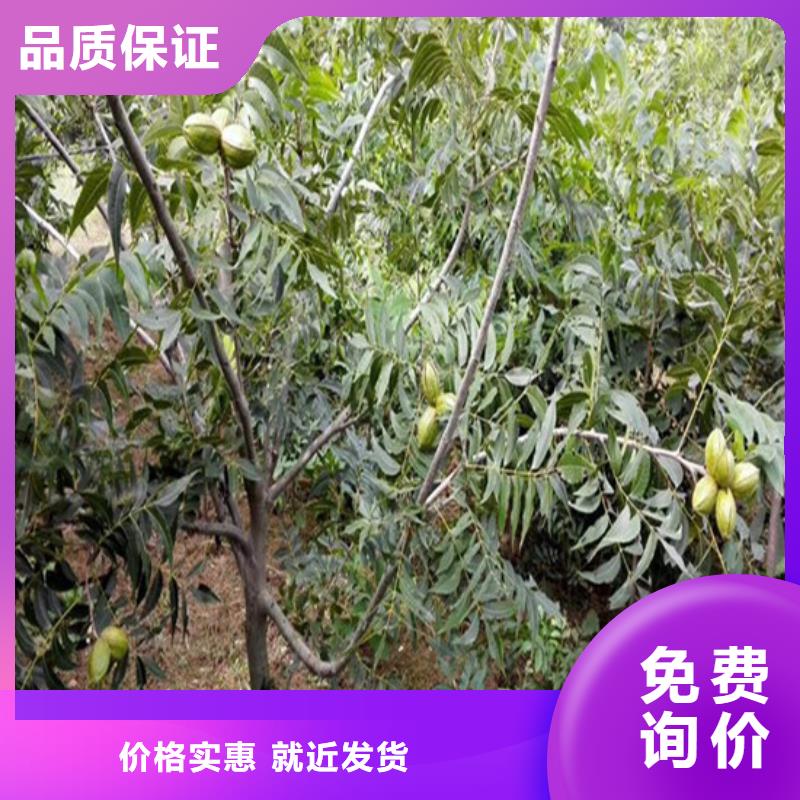 核桃苗果树苗实体厂家支持定制
