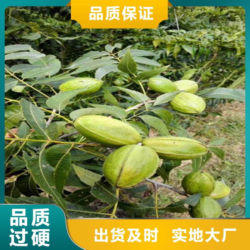 草莓视频-阿拉善|包头|通辽|呼和浩特草莓厂诚信经营-广祥农业科技(乌海市分公司)
