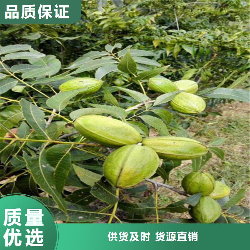 核桃苗板栗苗一站式采购方便省心