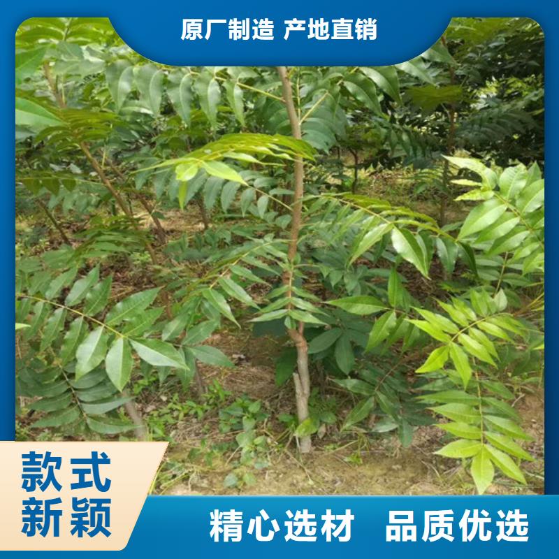 核桃苗红蜜桃树苗多种规格可选