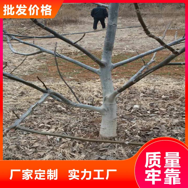 草莓视频-阿拉善|包头|通辽|呼和浩特草莓厂诚信经营-广祥农业科技(乌海市分公司)