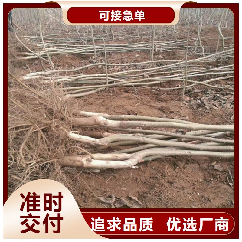 核桃苗梨树苗基地海量现货
