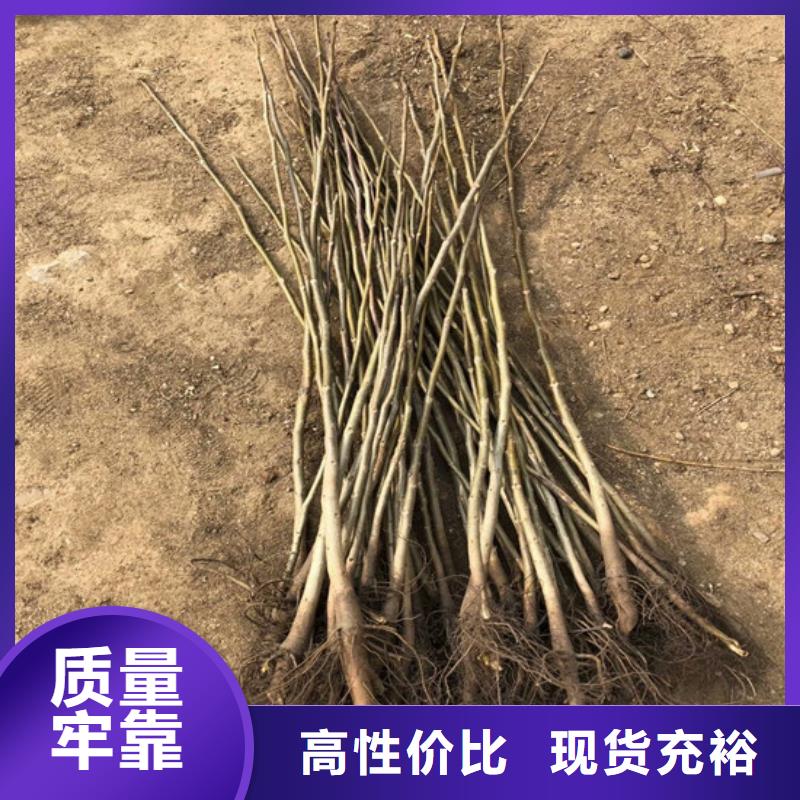 核桃苗红富士苹果树苗免费回电