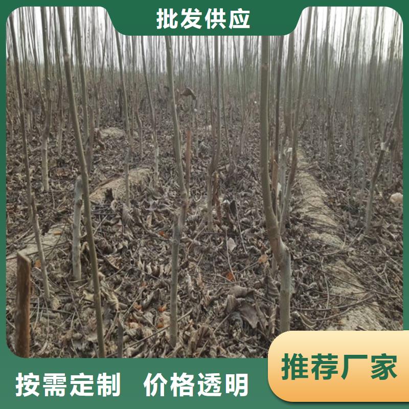 核桃苗果树苗一个起售