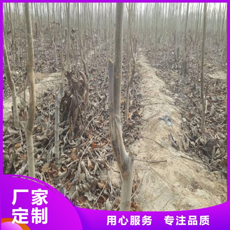 核桃苗红蜜桃树苗多种规格可选