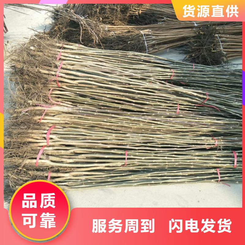 核桃苗蓝宝石葡萄苗货源报价