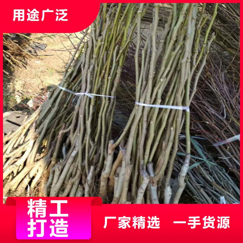 草莓-视频-草莓(广祥)覆盖地域内蒙古乌海市阿拉善|呼和浩特|包头|赤峰|锡林郭勒|呼伦贝尔