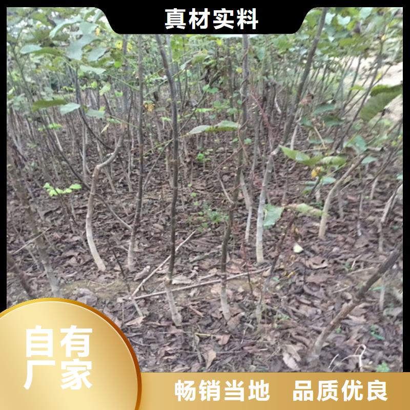 核桃苗,樱桃苗产地直销
