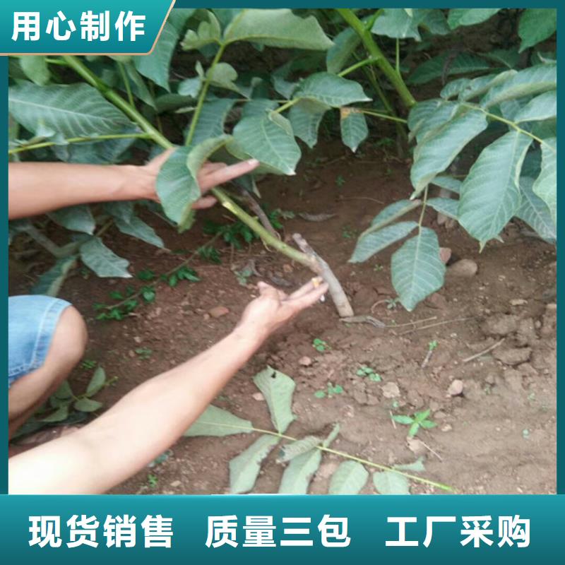 核桃苗大棚草莓苗产地工厂