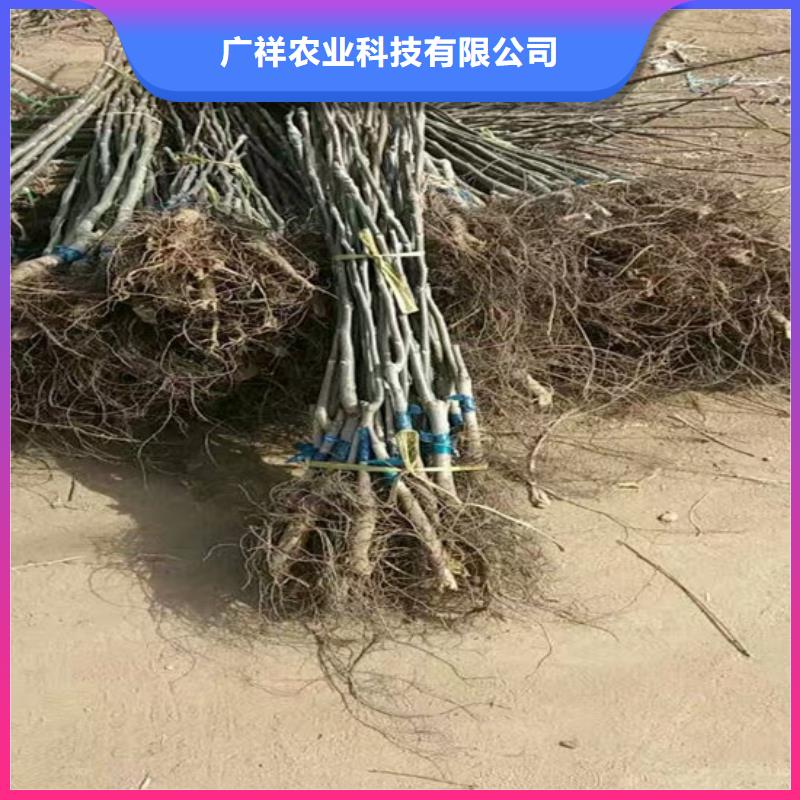 核桃苗大棚草莓苗产地工厂