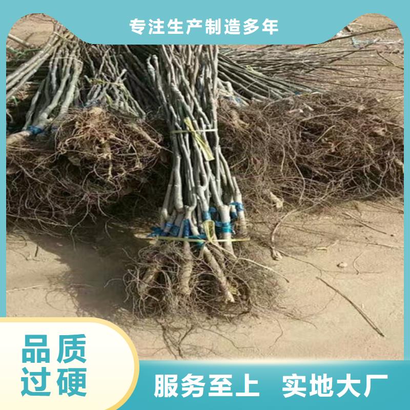 核桃苗桃树苗基地客户信赖的厂家