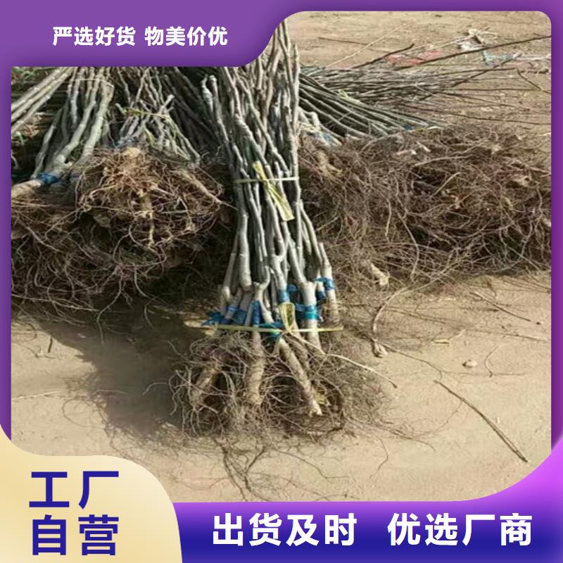 核桃苗果树苗实体厂家支持定制