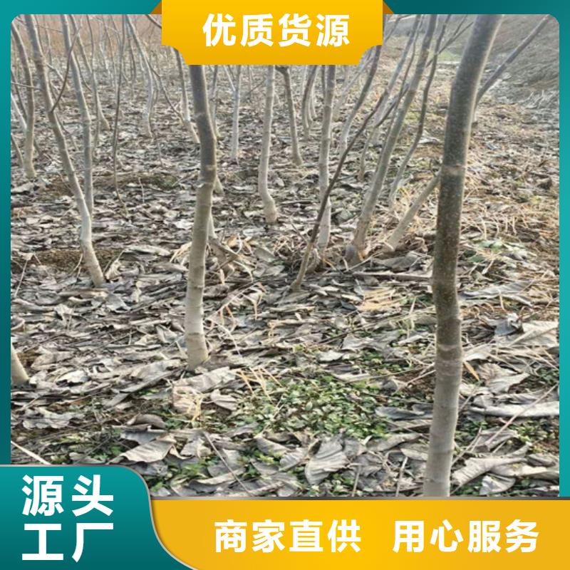 核桃苗红蜜桃树苗多种规格可选