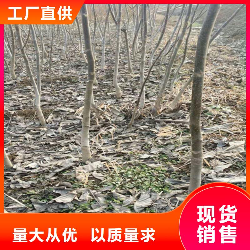核桃苗,果树苗批发基地用心服务