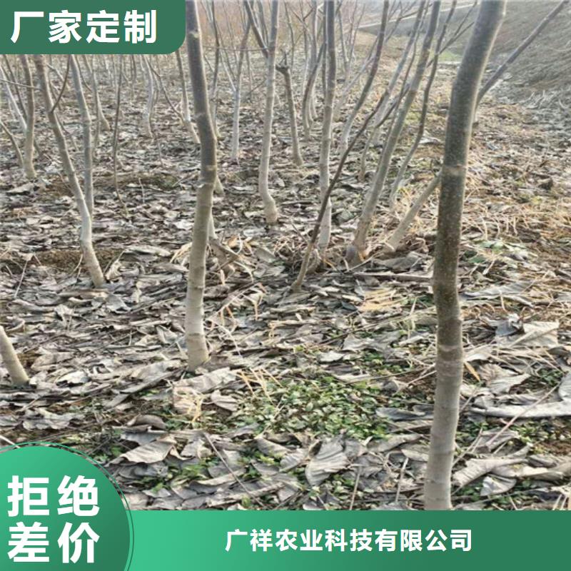 草莓视频-阿拉善|包头|通辽|呼和浩特草莓厂诚信经营-广祥农业科技(乌海市分公司)