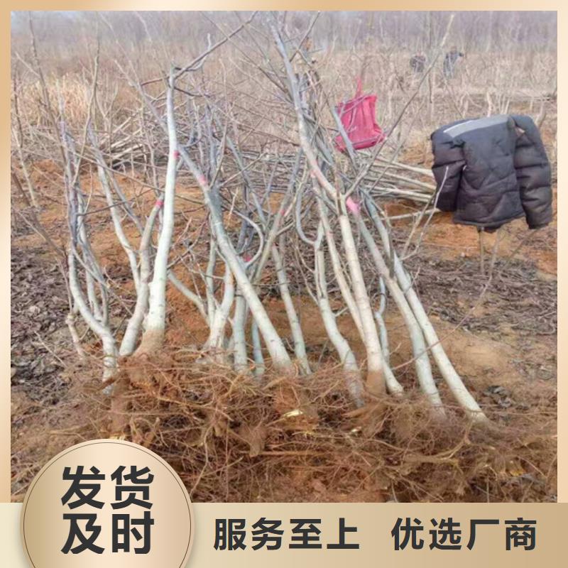【批发价格 核桃苗-苹果苗优选货源】-v651.com