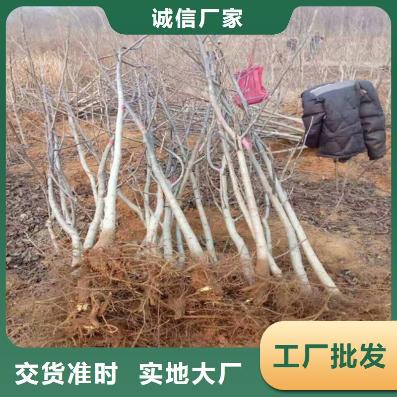 核桃苗红富士苹果树苗品质保障售后无忧