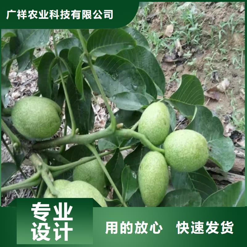 核桃苗【果树苗批发基地】源头厂家供应