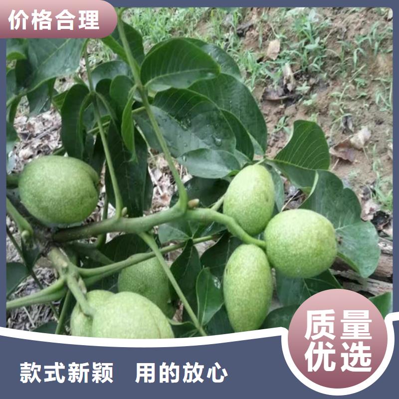 核桃苗果树苗放心购