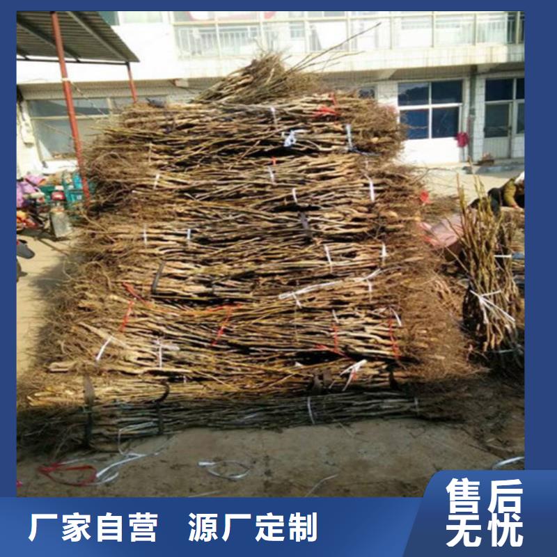 草莓视频-广西省河池市广祥草莓可服务区域天峨|南丹|钦州|崇左|贺州|北海|防城港等