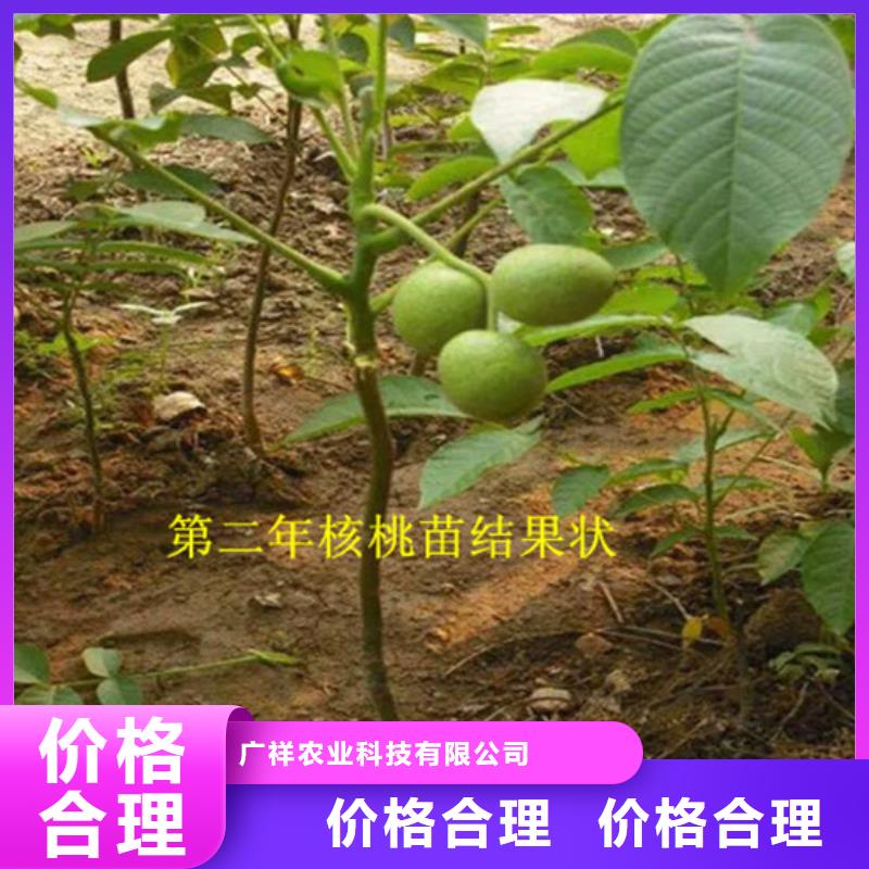 草莓视频-广西省河池市广祥草莓可服务区域天峨|南丹|钦州|崇左|贺州|北海|防城港等