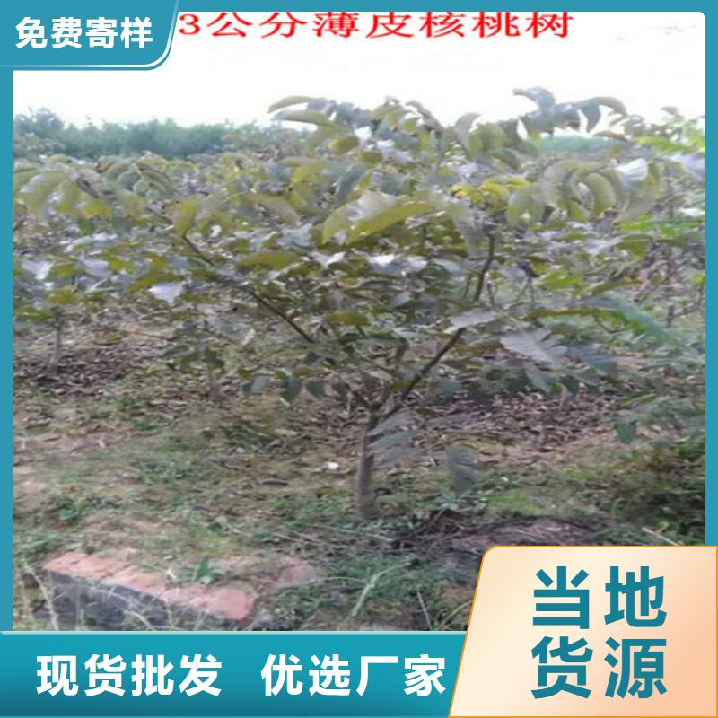 核桃苗蓝宝石葡萄苗货源报价