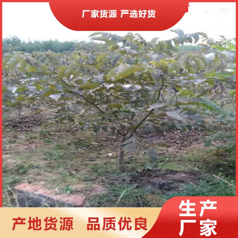 草莓视频-海西|海南|海北|玉树|黄南|西宁广祥草莓_ 广祥农业科技(海东市分公司)