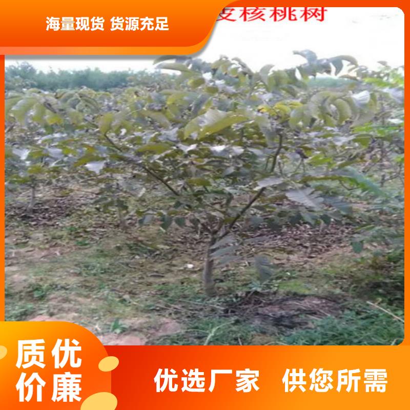 核桃苗,果树苗批发基地用心服务