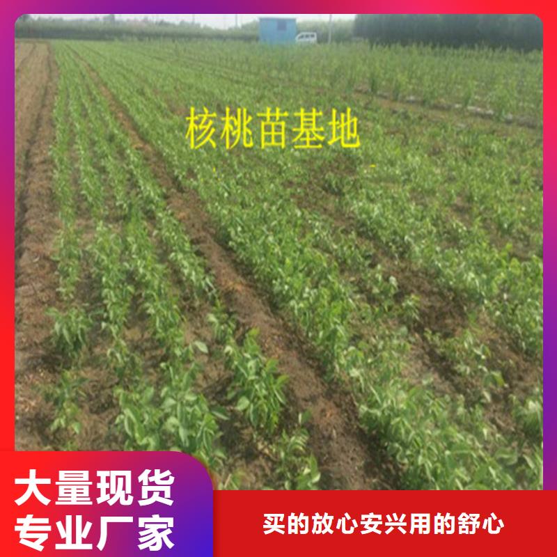 甄选:源头实体厂商 核桃苗_【葡萄苗】可定制有保障-广祥农业科技有限公司