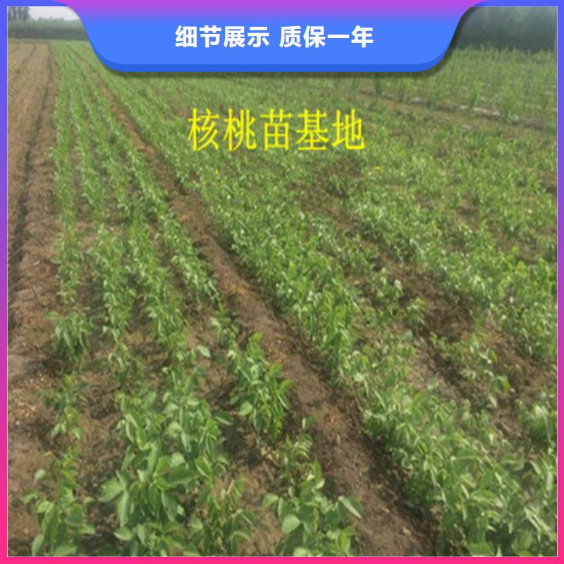 草莓视频-阿拉善|包头|通辽|呼和浩特草莓厂诚信经营-广祥农业科技(乌海市分公司)