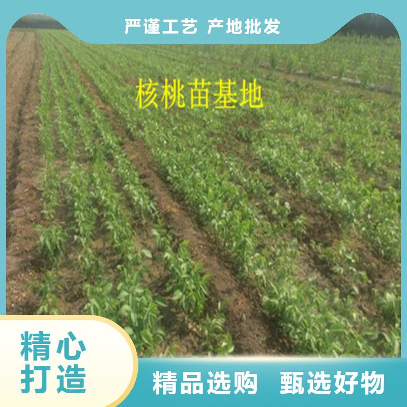 核桃苗-苹果苗使用方法
