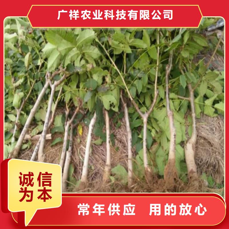 草莓视频-广西省河池市广祥草莓可服务区域天峨|南丹|钦州|崇左|贺州|北海|防城港等