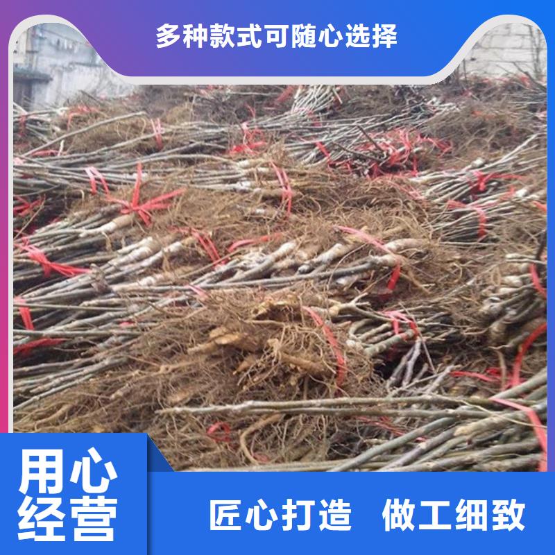 核桃苗大棚草莓苗产地工厂