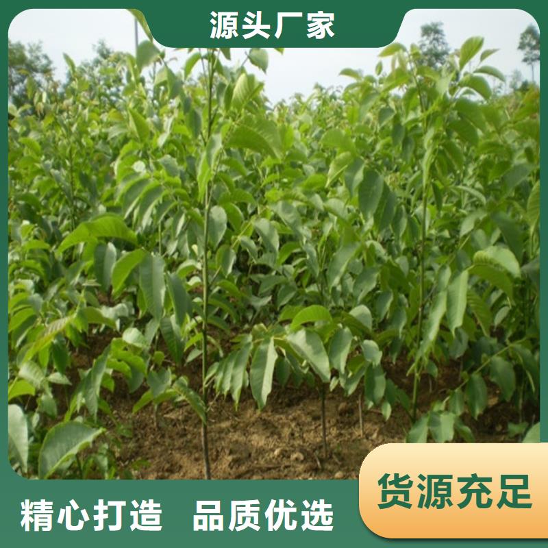核桃苗毛蟠桃树苗产品实拍