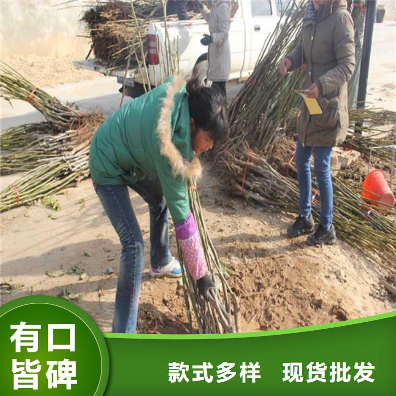 草莓-视频-草莓(广祥)覆盖地域内蒙古乌海市阿拉善|呼和浩特|包头|赤峰|锡林郭勒|呼伦贝尔
