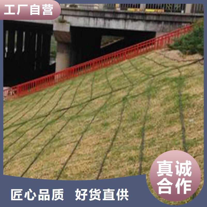 生态袋-视频-广东省阳江市|江城|阳东|韶关|江门|汕头|惠州生态袋-鼎诺