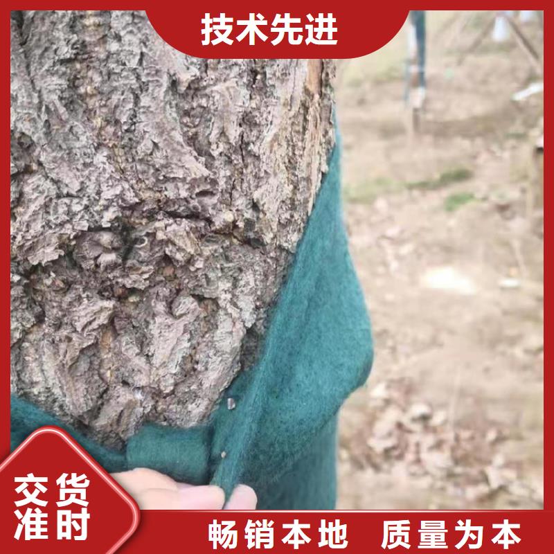 生态袋视频-舟曲|玛曲|庆阳|张掖|白银|嘉峪关|平凉|天水|临夏鼎诺生态袋_ 鼎诺土工材料(合作市分公司)