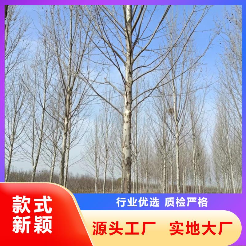 法桐美国红枫支持批发零售