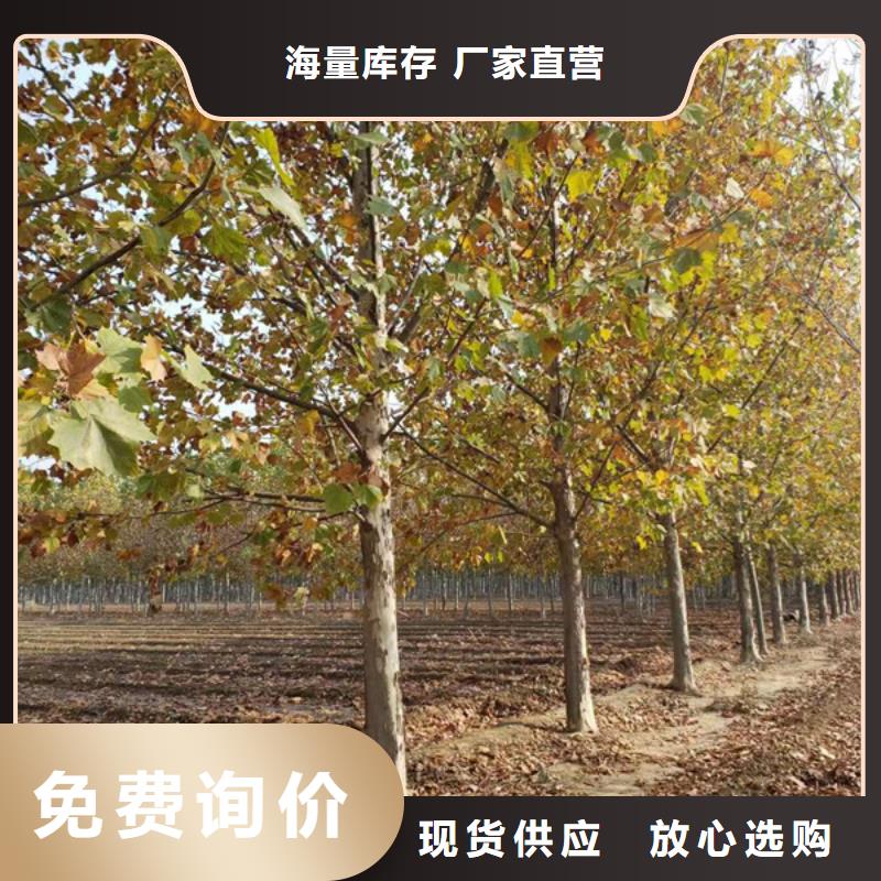 法桐,金叶白蜡精工打造