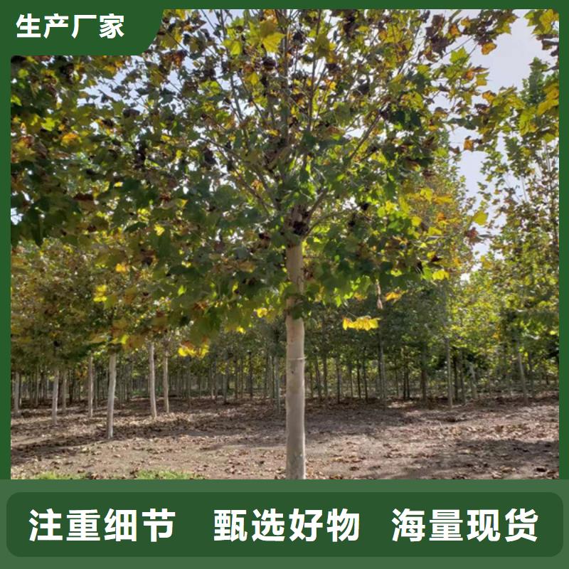 法桐,白蜡诚信可靠