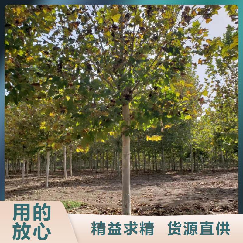 欢迎来电询价 法桐多年行业经验-翌昊苗木种植基地