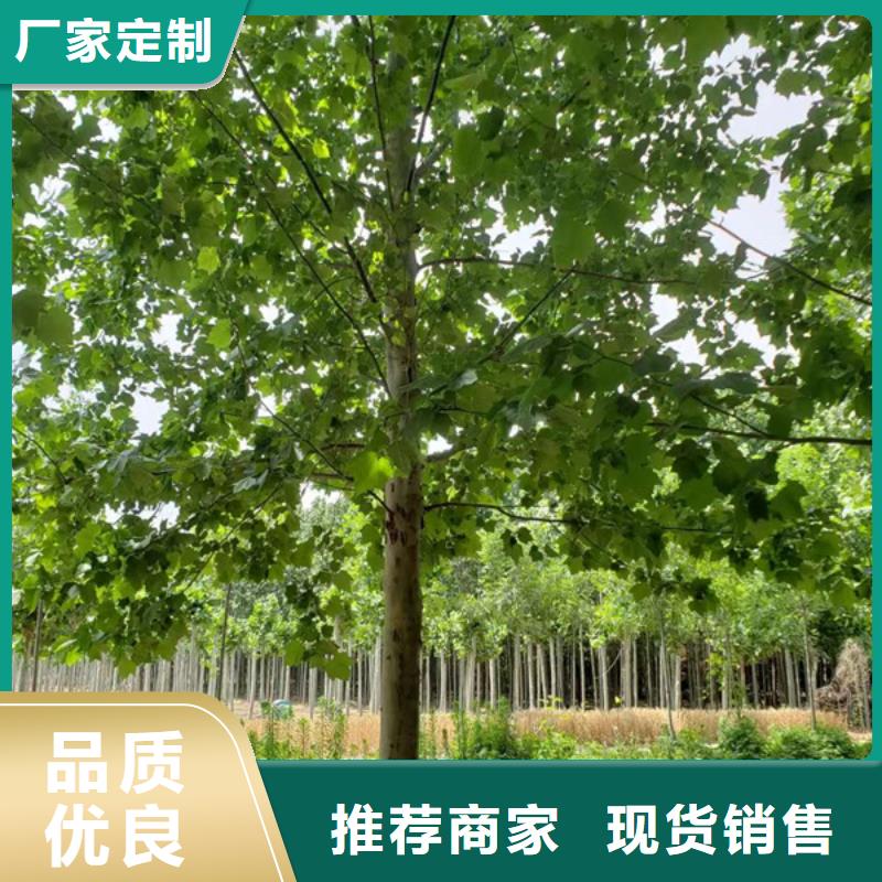 法桐美国红枫免费获取报价