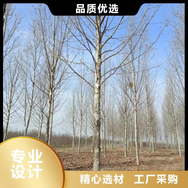 法桐樱花货品齐全