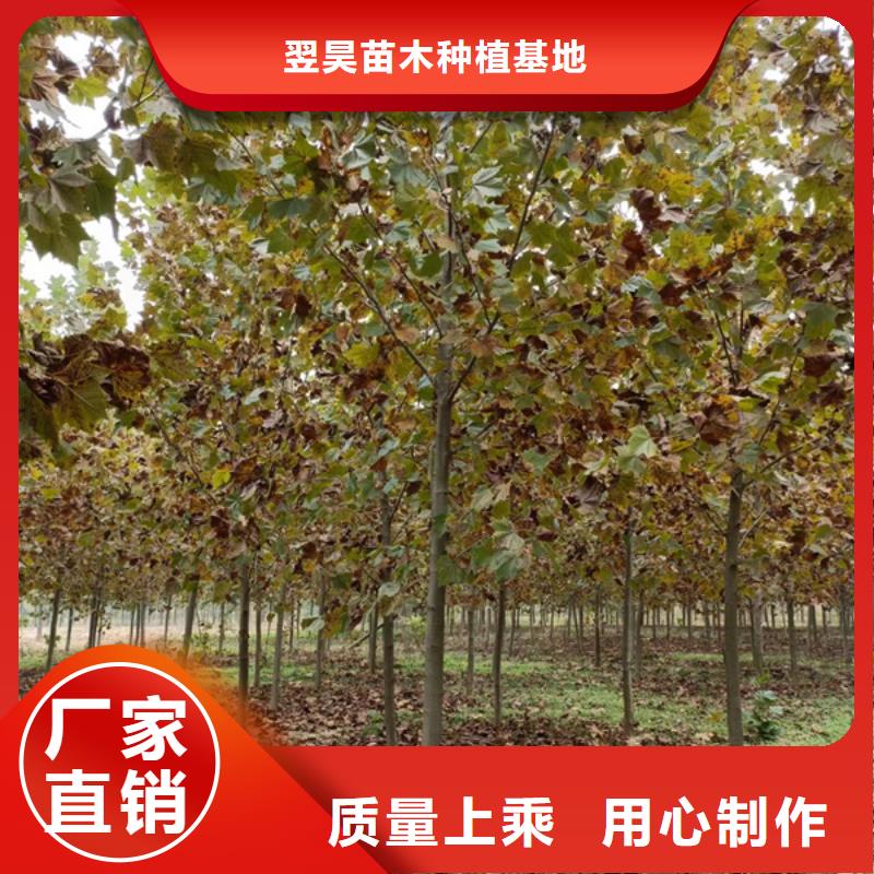 法桐炫丽海棠源头厂家供应