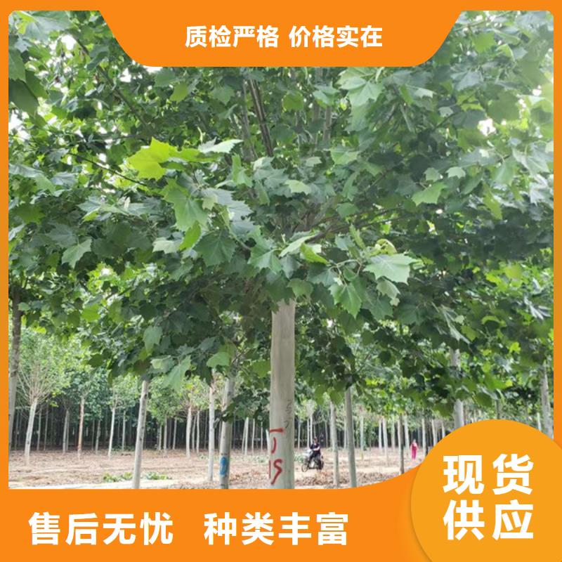 法桐 黄金槐现货直供