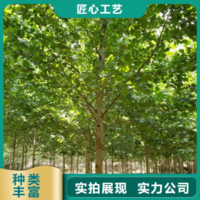 法桐樱花货品齐全