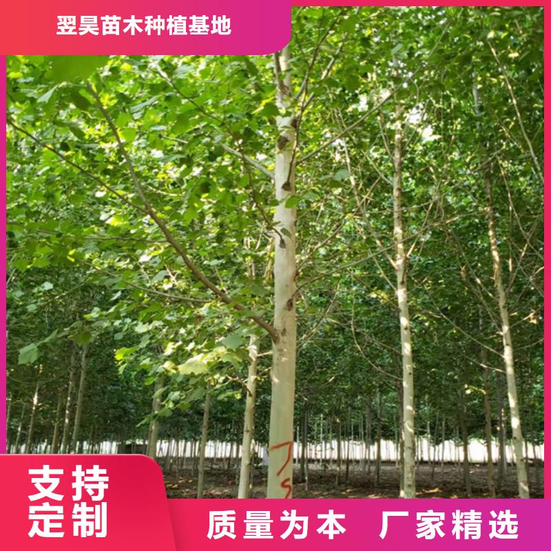 法桐截杆发帽性价比高