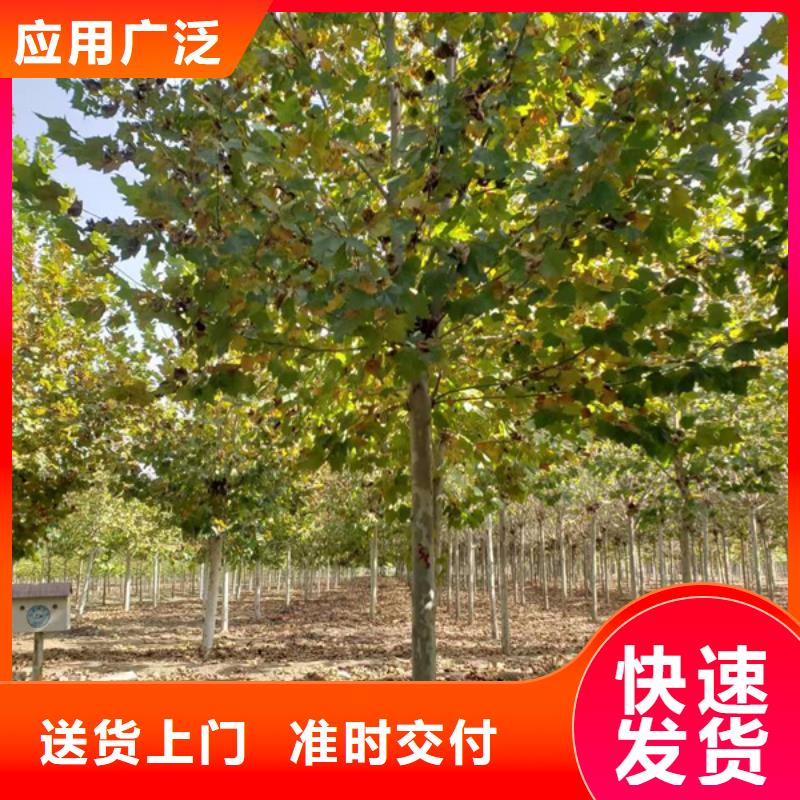法桐原生冠法桐量少也做