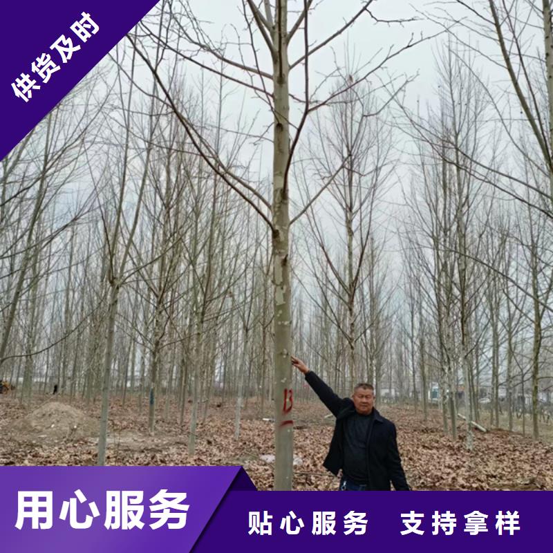 法桐垂丝海棠好产品不怕比